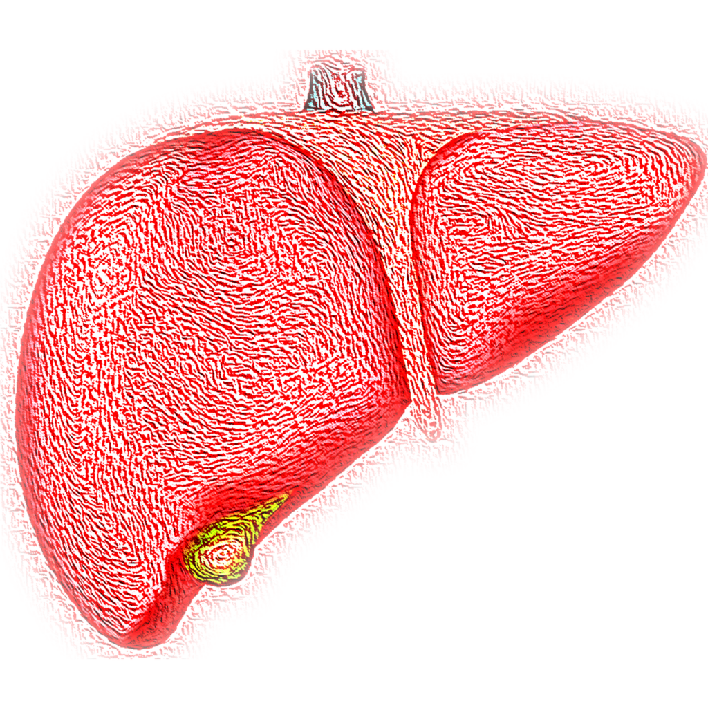 liver, hepatic, organ